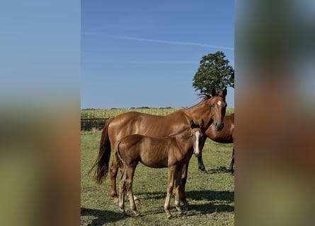 Hanoverian, Mare, 9 years, 16,1 hh, Chestnut