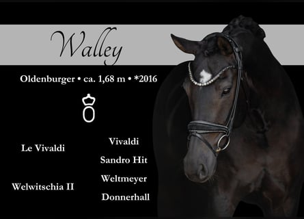 Hanoverian, Mare, 9 years, 16,1 hh, Smoky-Black