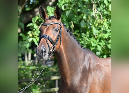 Hanoverian, Mare, 9 years, 16,2 hh, Bay-Dark