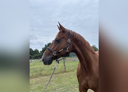 Hanoverian, Mare, 9 years, 16,2 hh, Chestnut-Red