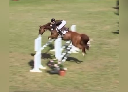 Hanoverian, Mare, 9 years, 16,2 hh, Chestnut-Red