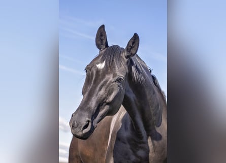 Hanoverian, Mare, 9 years, 16,2 hh, Smoky-Black