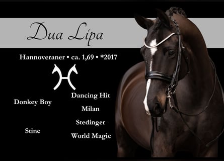 Hanoverian, Mare, 9 years, 16,2 hh, Smoky-Black