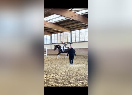 Hanoverian, Mare, 9 years, 17,1 hh, Bay-Dark