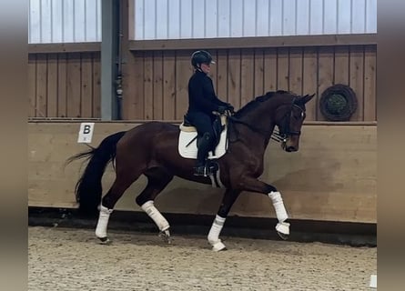 Hanoverian, Mare, 9 years, 17.1 hh, Brown