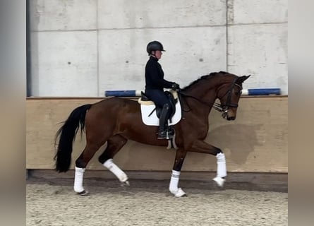 Hanoverian, Mare, 9 years, 17.1 hh, Brown