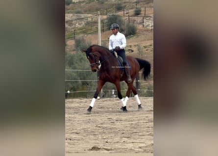 Hanoverian, Mare, 9 years, 17.2 hh, Brown