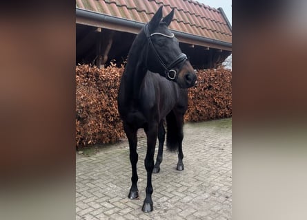 Hanoverian, Mare, 9 years, 17 hh, Bay-Dark