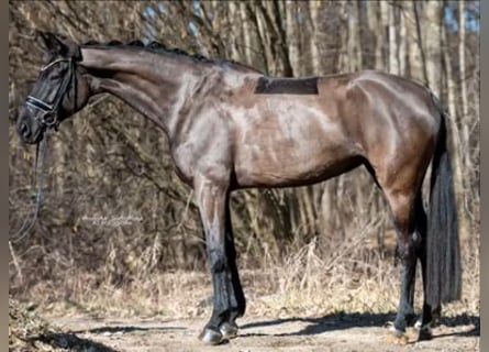 Hanoverian, Mare, 9 years, 17 hh, Black