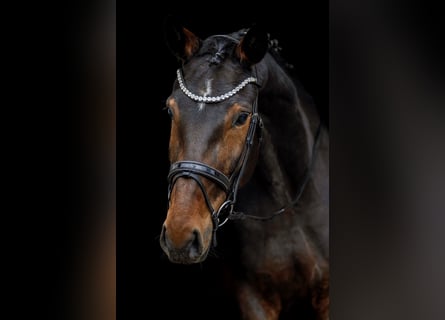 Hanoverian, Mare, 9 years, 17 hh, Brown