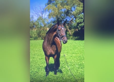 Hanoverian, Mare, 9 years, 17 hh, Brown