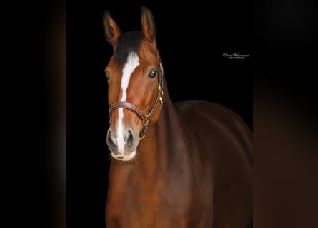 Hanoverian, Mare, 9 years, 17 hh, Brown Hanoverian, Mare, 9 years, 17 hh, Brown
