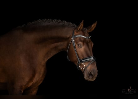 Hanoverian, Mare, 9 years, 17 hh, Brown