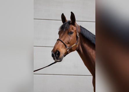 Hanoverian, Mare, 9 years, 17 hh, Brown