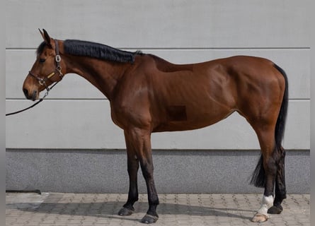 Hanoverian, Mare, 9 years, 17 hh, Brown