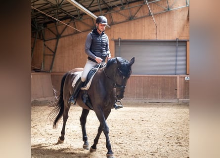 Hanoverian, Mare, 9 years, 17 hh