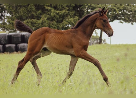 Hanoverian, Mare, Foal (06/2025), 13,2 hh, Brown