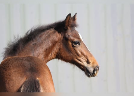Hanoverian, Mare, Foal (04/2023), 15.3 hh, Brown