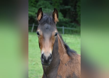 Hanoverian, Mare, Foal (04/2026), 16.1 hh, Bay-Dark