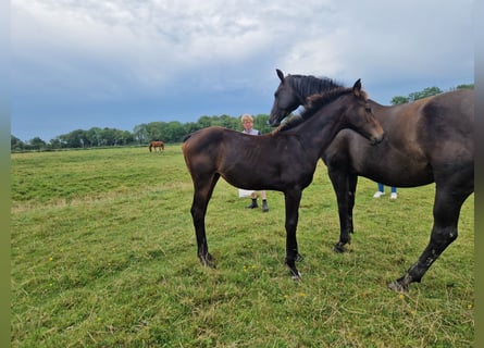 Hannoveraner, Stute, Fohlen (04/2024), 16,1 hh, Dunkelbrauner