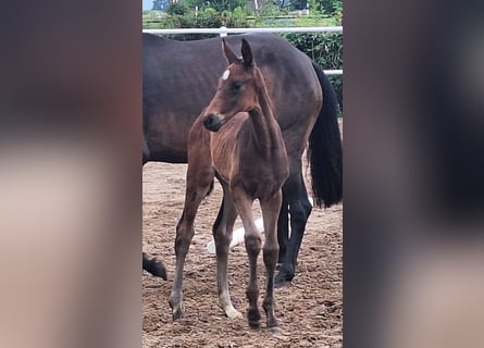 Hanoverian, Mare, Foal (05/2024), 16,1 hh, Bay-Dark