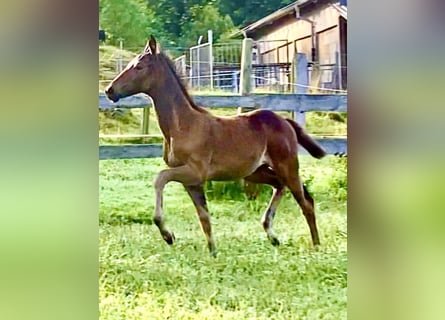 Hanoverian, Mare, Foal (05/2024), 16,1 hh, Bay-Dark