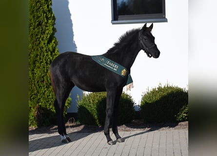 Hanoverian, Mare, Foal (05/2024), 16,1 hh, Black