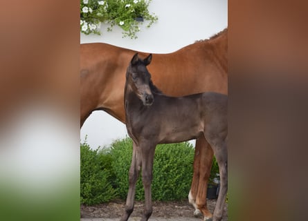 Hanoverian, Mare, Foal (05/2024), 16.1 hh, Black