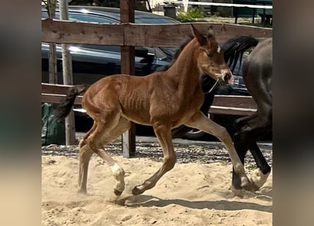 Hannoveraner, Stute, Fohlen (04/2024), 16,1 hh, Brauner