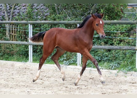 Hannoveraner, Stute, Fohlen (04/2024), 16,1 hh, Brauner