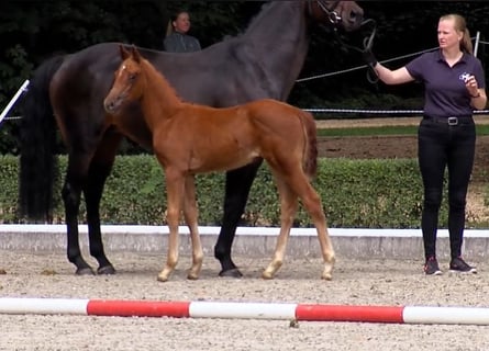 Hanoverian, Mare, Foal (05/2023), 16.1 hh, Chestnut-Red