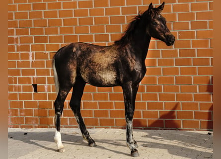 Hanoverian, Mare, Foal (03/2024), 16,1 hh, Smoky-Black