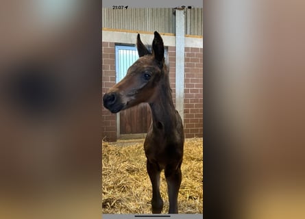 Hanoverian, Mare, Foal (04/2024), 16.1 hh, Smoky-Black