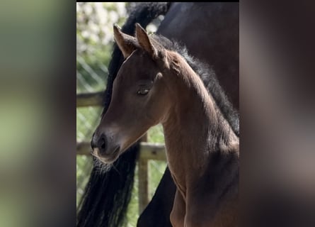 Hanoverian, Mare, Foal (04/2026), 16.2 hh, Bay-Dark
