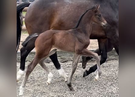Hanoverian, Mare, Foal (04/2026), 16.2 hh, Bay-Dark