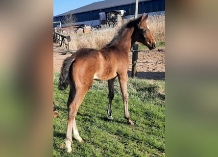 Hanoverian, Mare, , 16.2 hh, Bay-Dark