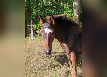 Hanoverian, Mare, Foal (05/2026), 16.2 hh, Bay-Dark