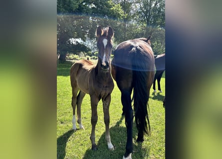 Hanoverian, Mare, Foal (05/2024), 16,2 hh, Bay-Dark