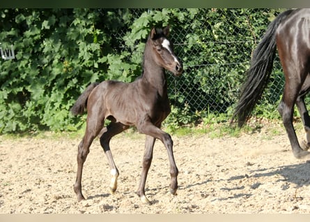 Hanoverian, Mare, Foal (05/2024), 16,2 hh, Black