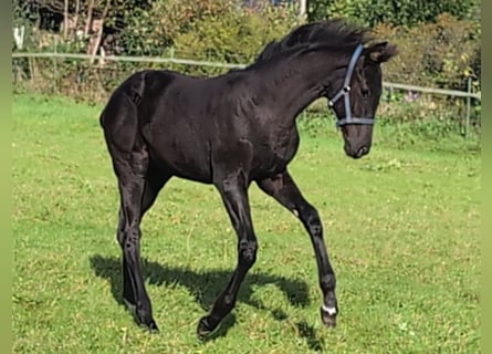 Hanoverian, Mare, Foal (06/2024), 16,2 hh, Black