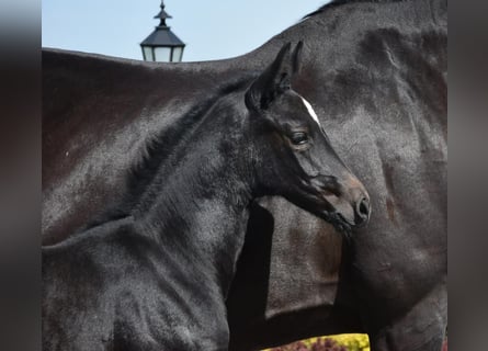 Hanoverian, Mare, Foal (04/2024), 16,2 hh, Black