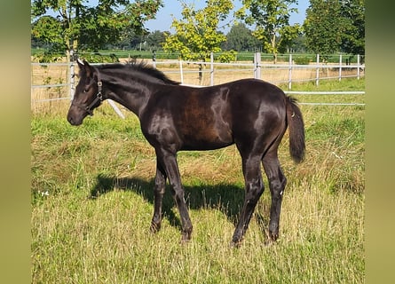 Hanoverian, Mare, Foal (04/2024), 16,2 hh, Black