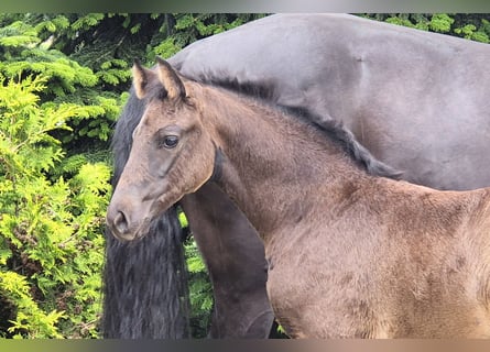 Hanoverian, Mare, Foal (04/2024), 16.2 hh, Black