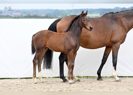 Hanoverian, Mare, Foal (02/2024), 16,2 hh, Brown