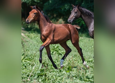 Hanoverian, Mare, Foal (03/2024), 16,2 hh, Brown