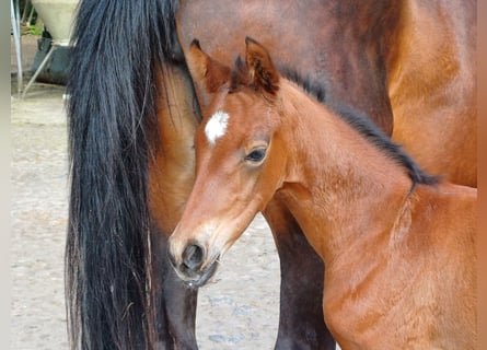 Hanoverian, Mare, Foal (05/2024), 16,2 hh, Brown