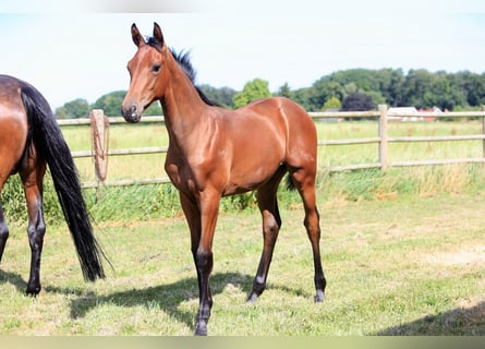 Hanoverian, Mare, Foal (02/2026), 16.2 hh, Brown