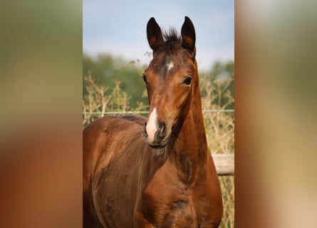 Hannoveraner, Stute, Fohlen (05/2024), 16,2 hh, Brauner