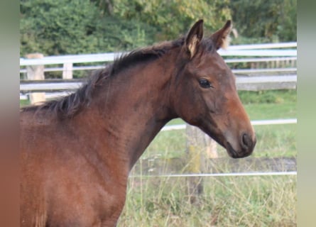 Hannoveraner, Stute, Fohlen (06/2024), 16,2 hh, Brauner