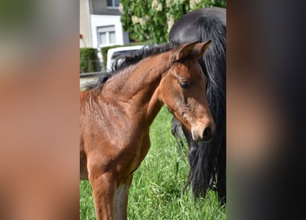Hanoverian, Mare, Foal (03/2026), 16.2 hh, Brown
